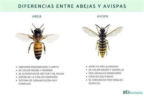 12-Diferencias entre abejas y avispas